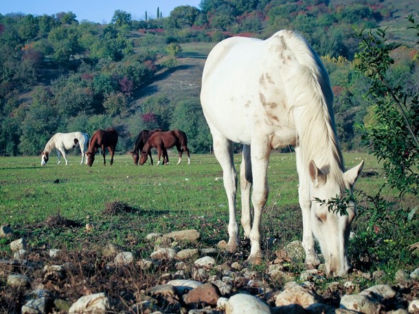 Mooie paarden