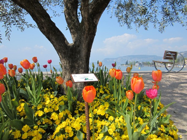 Prachtige tulpen op de boulevard van Bardolino