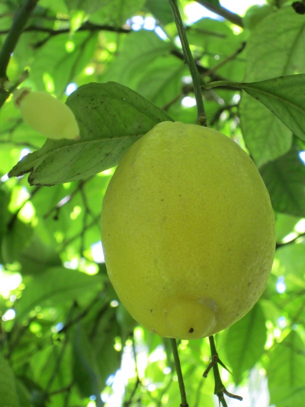 Limonaia in Gargnano