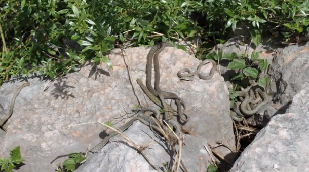 Gardameer slangen
