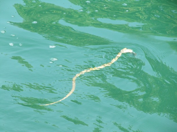 Slangen in het Gardameer