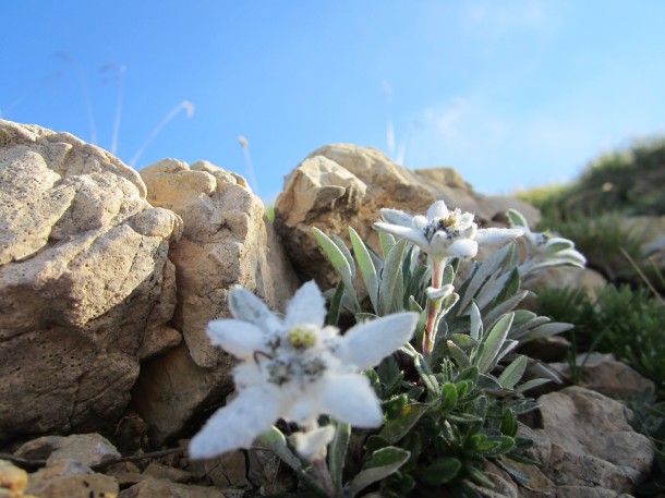 Edelweiss Italie