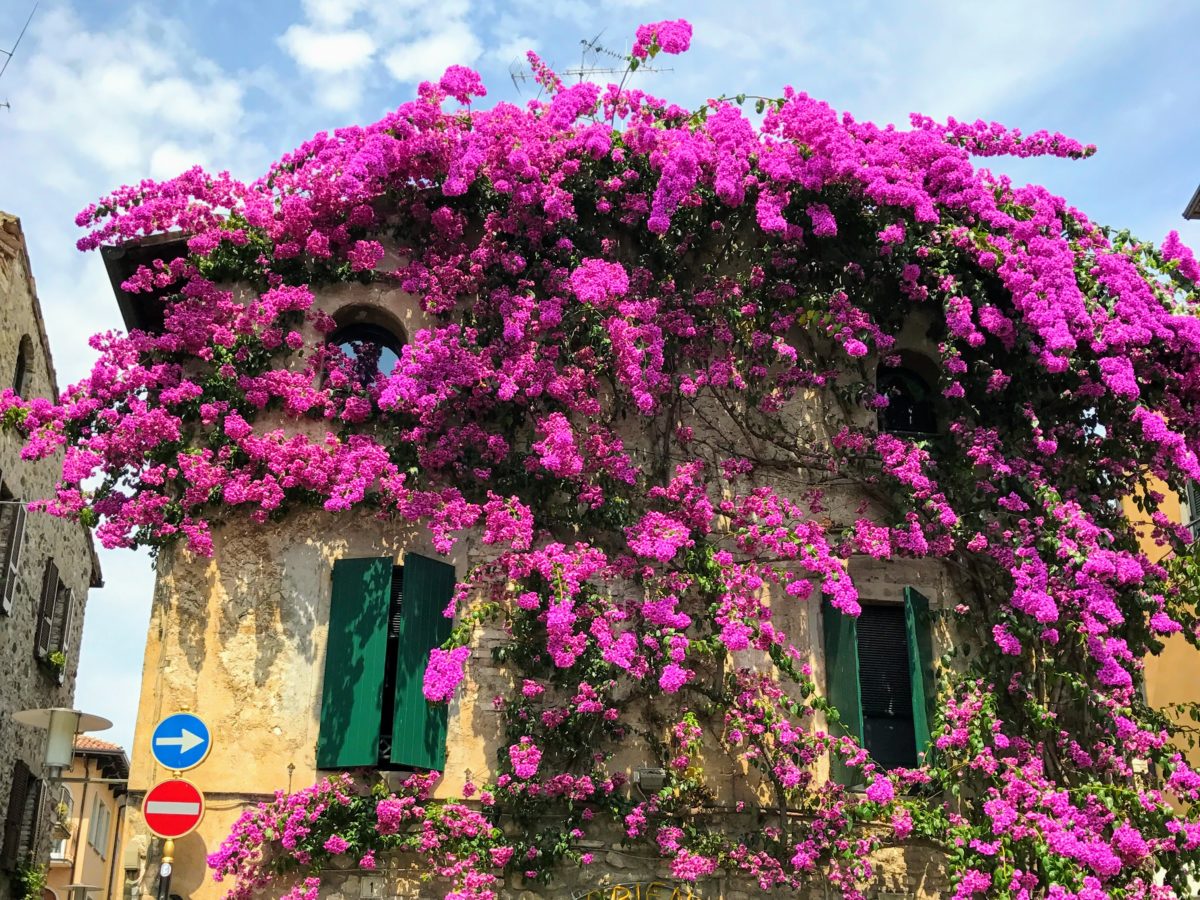 Bougainvillea